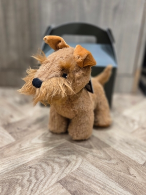 Dog Teddy