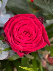 Red Rose Hat Box