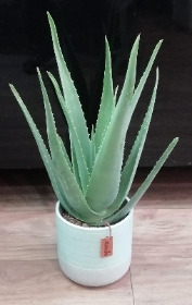 Aloe Vera Plant