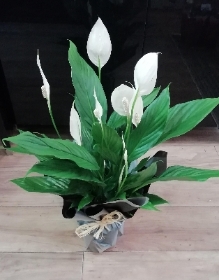 Peace lily plant