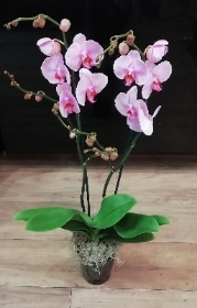 Orchid Plant