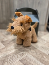 Dog Teddy