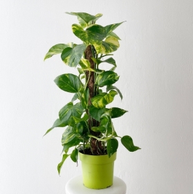 Epipremnum Plant