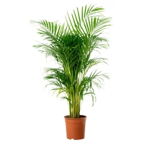 Kentia Palm Plant