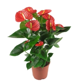 Red Anthurium Plant